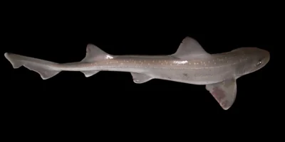 Starry smooth-hound Mustelus asterias in the southern North Sea