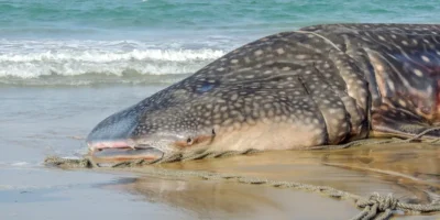 Stranded whale shark lying on a beach