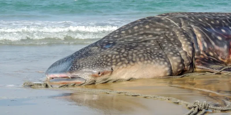 Stranded whale shark lying on a beach