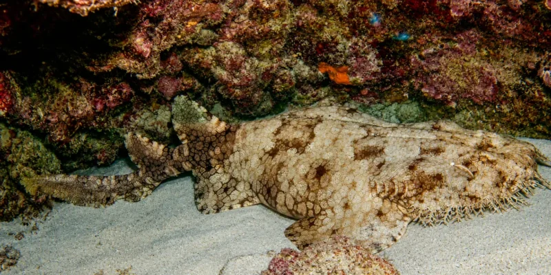 Tasselled wobbegong Eucrossorhinus dasypogon resting on sand beneath a rock