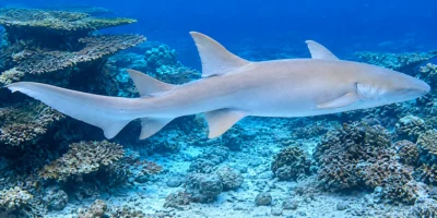 Tawny nurse shark Nebrius ferrugineus