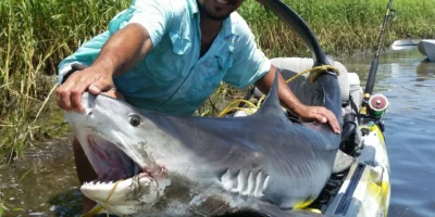 Tiger shark with an angler in a kayak