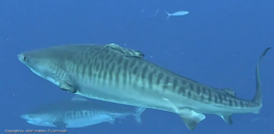 Tiger shark Fin with missing fins off Fuvahmulah in the Maldives