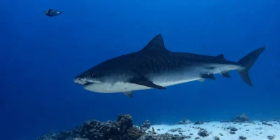 Tiger shark Galeocerdo cuvier swimming over sand