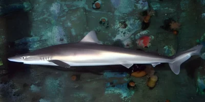 Tope shark Galeorhinus galeus