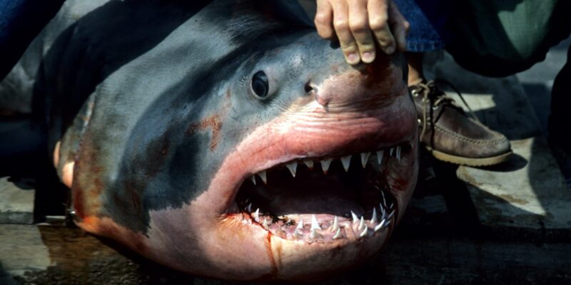 Dead great white shark carcharodon carcharias with open mouth