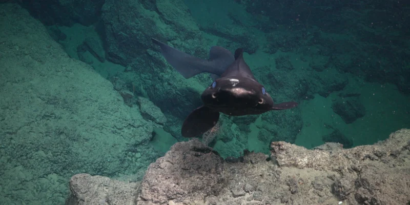 False catshark swimming over rocky deep-sea floor off Trinidad and Tobago