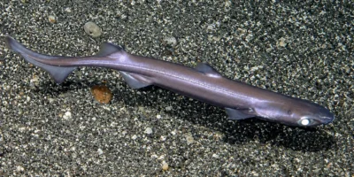 Velvet belly lanternshark Etmopterus spinax