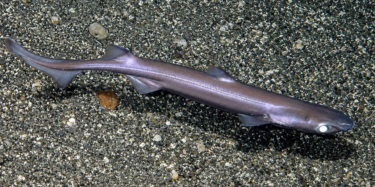 Velvet belly lanternshark Etmopterus spinax