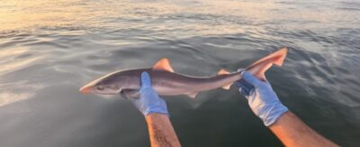 A young tope shark held above the water in blue-gloved hands