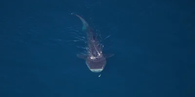 Aerial view of a whale shark in the Northeast Canyons and Seamounts Marine National Monument