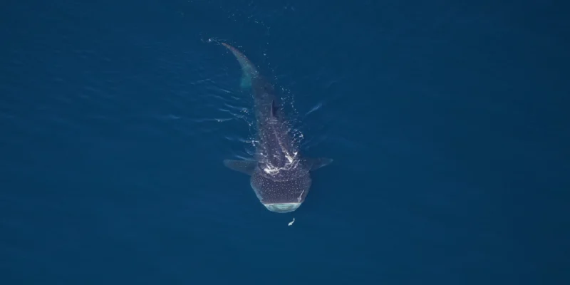 Aerial view of a whale shark in the Northeast Canyons and Seamounts Marine National Monument