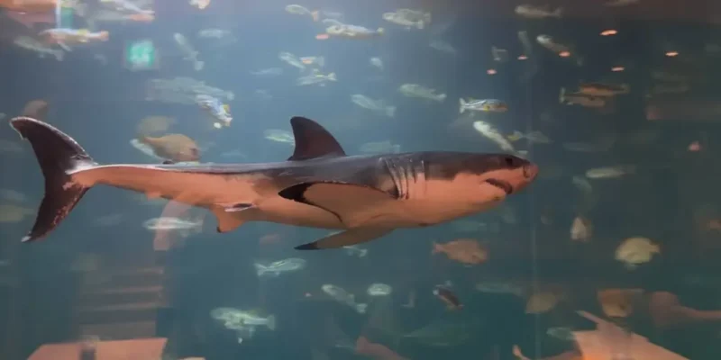 Great white shark in an aquarium in South Korea