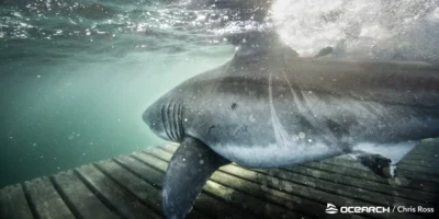 White shark underwater during an OCEARCH expedition off Nova Scotia