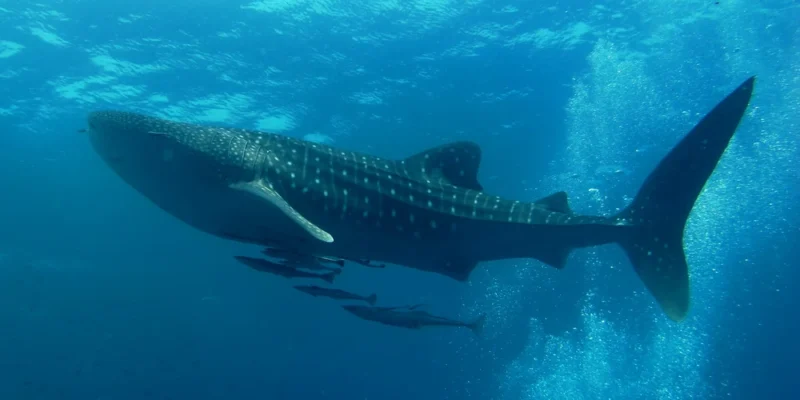 Whale shark swimming with attendant fish through blue water in the Andaman Sea