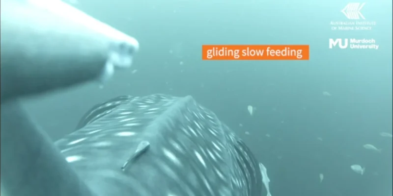Whale shark feeding, filmed by a camera mounted on its back