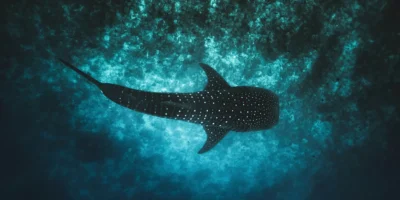 Whale shark from above