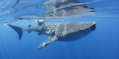 Whale shark near the surface off Isla Mujeres