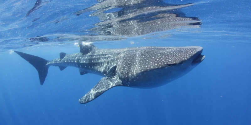 Whale shark near the surface off Isla Mujeres