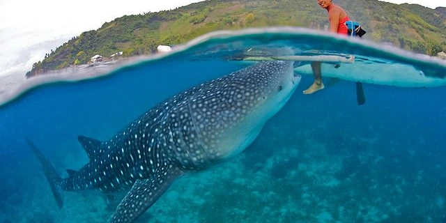 Whale shark swimming just below the surface off Oslob, Cebu