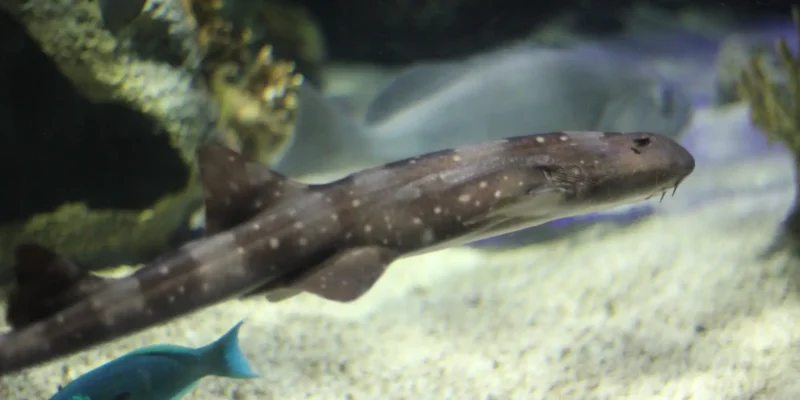 Whitespotted bamboo shark Chiloscyllium plagiosum