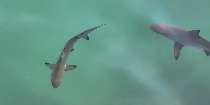 Young small blacktip shark Carcharhinus limbatus at the water surface