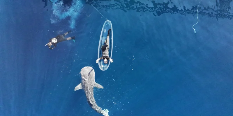 A very young whale shark swims near the surface in Saleh Bay, Sumbawa