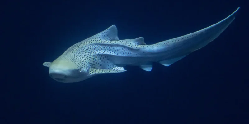 Zebra Shark Stegostoma tigrinum